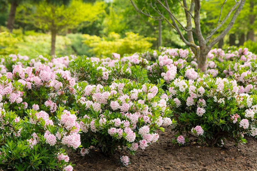 Bloombux® als niedrige Hecke.jpg
