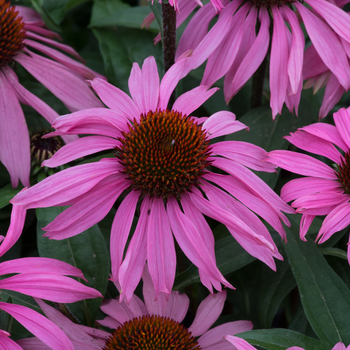 echinacea mooodz courage
