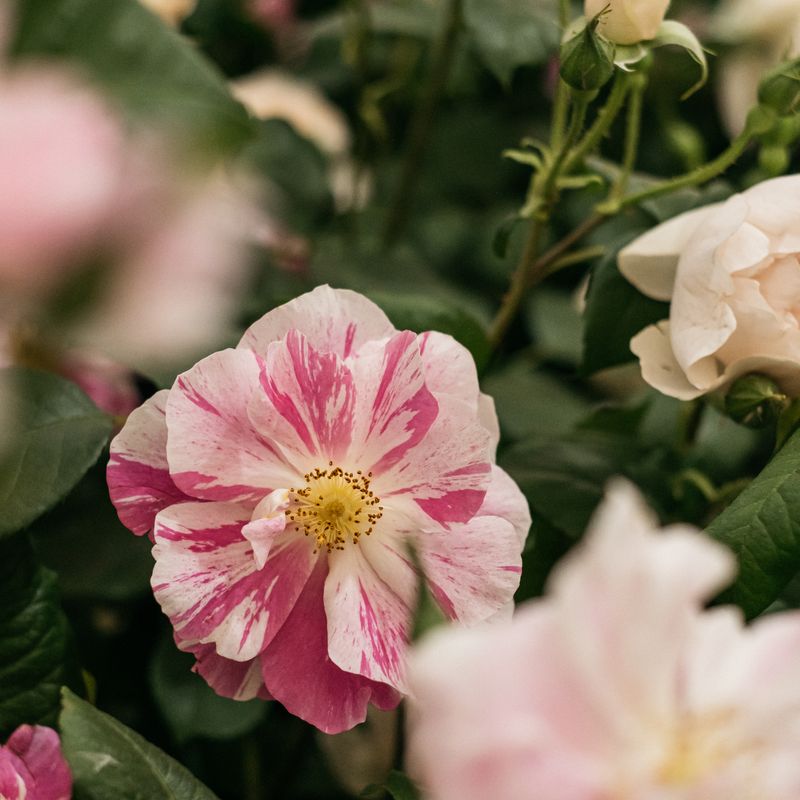David Austin Roses receive 29th Gold for ‘The King’s Rose’ Showcase at RHS Chelsea Flower Show 2025