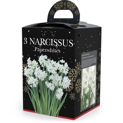 Daffodil Paperwhite Bulb Gift Set