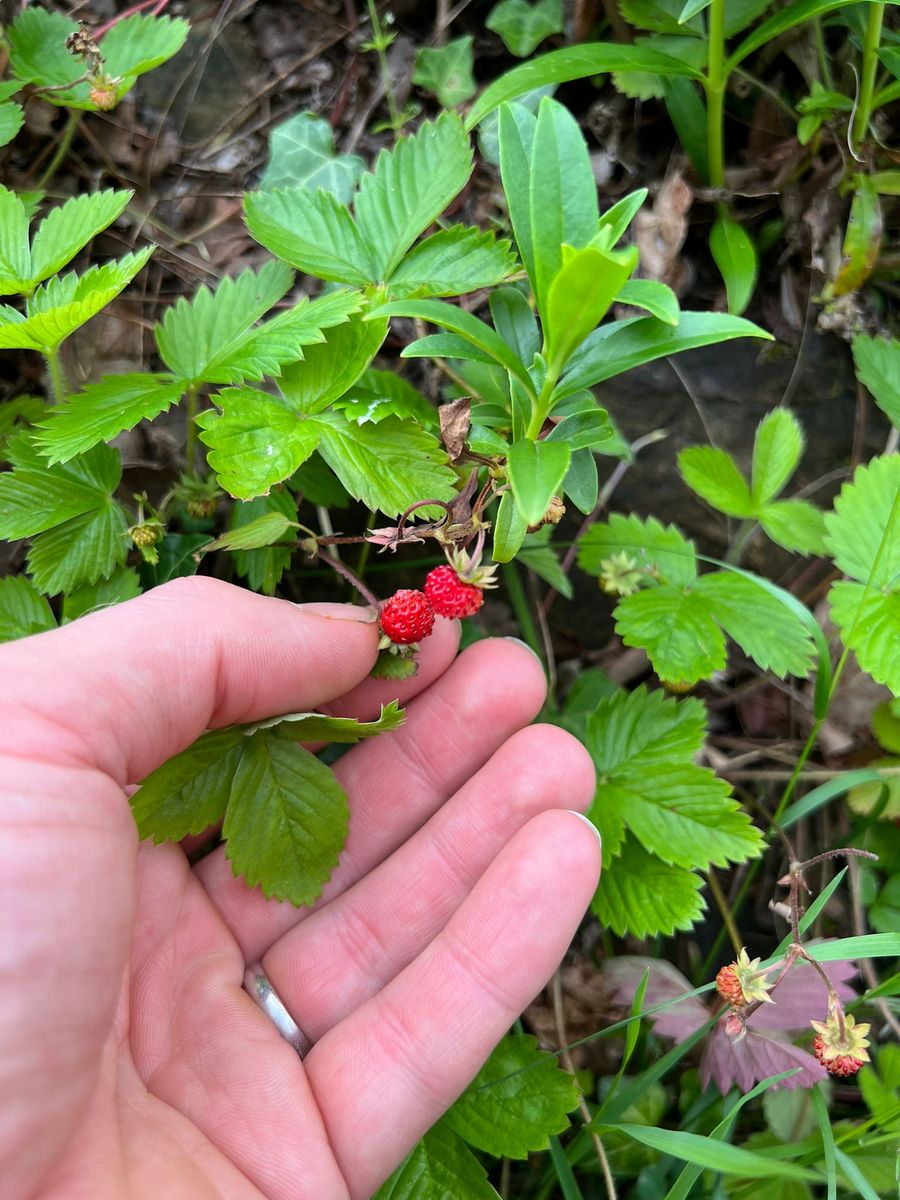 wild-strawberry-foraging-jean-summer.jpg