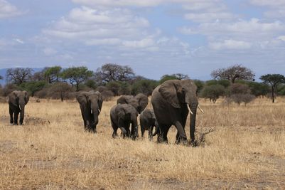 ElephantfamilyWildlifeTarangireNationalParkTanzaniadreamstimem7580520.jpg