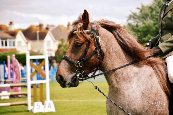 'Zelda' Ardenne Mare