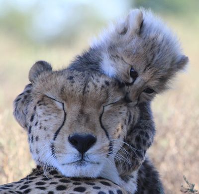 cheetah-baby-cub-playful-mother-samara-karoo-copyright-lizl-nieuwoudt-african-aspects-tours.jpg