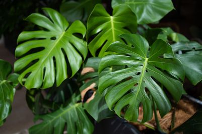 Monstera – Swiss cheese plant 