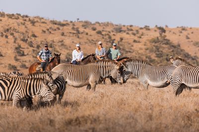 Horses with zebra 2.jpg