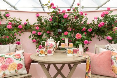 David Austin Roses - RHS Chelsea Flower Show 2024