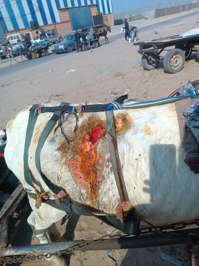 A donkey hit by a shred.jpeg