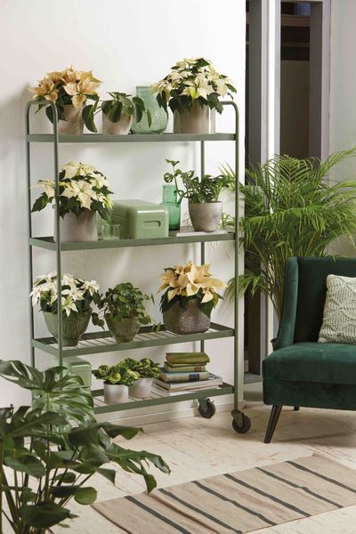 Poinsettias in pot covers retail theatre.jpg