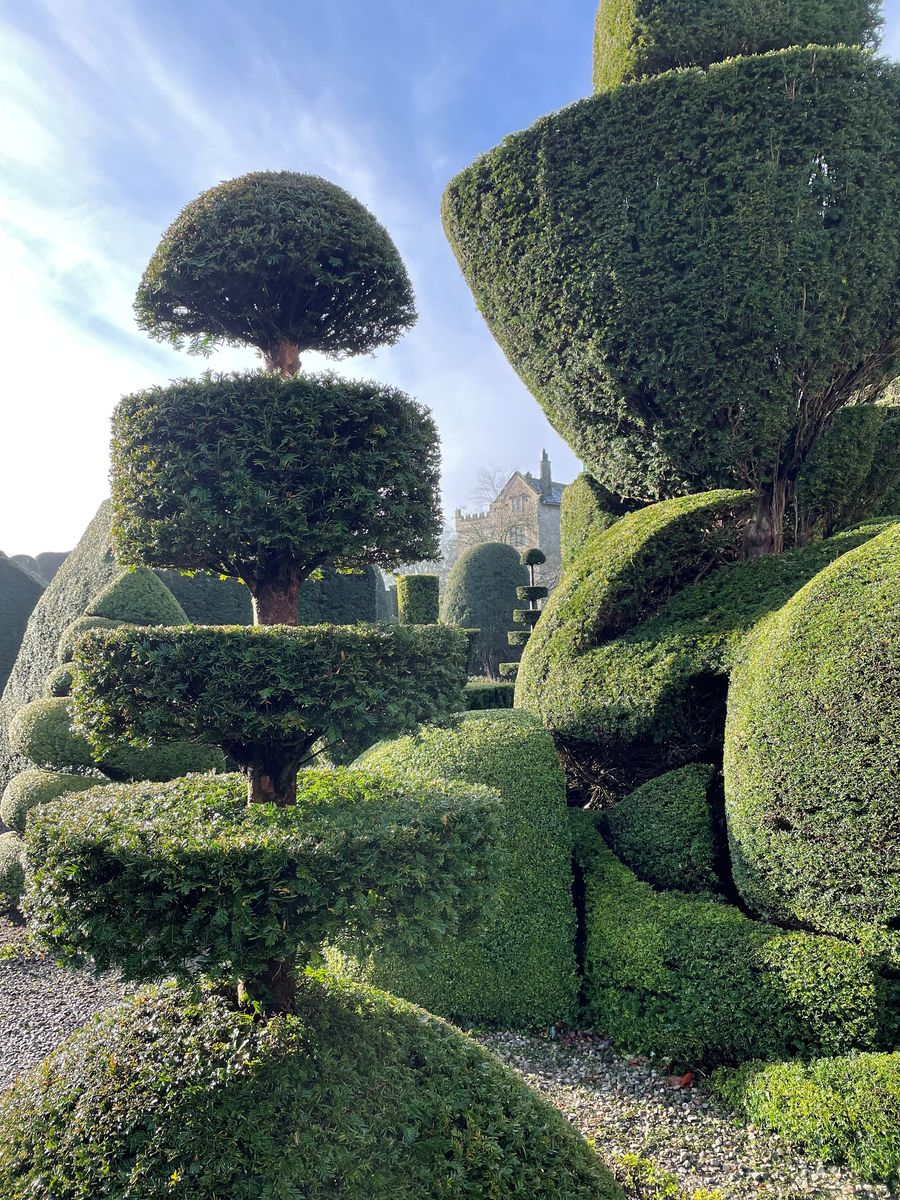 Part of the world's oldest topiary garden, at World Topiary Day founder, Levens Hall & Gardens, Cumbria, UK