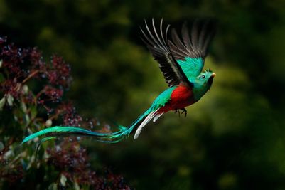 ResplendentQuetzalPharomachrusmocinnoWildlifeDT.jpg