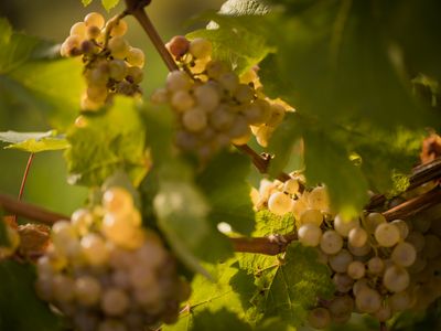 Vineyards, Nussberg