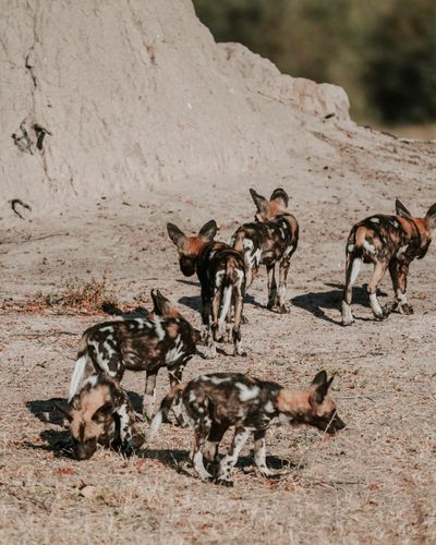 Dogs_Bots-20.jpg