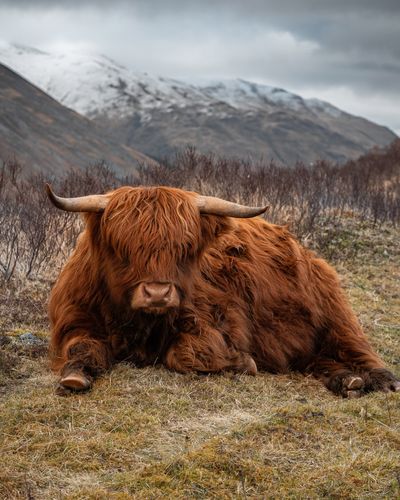 Highland Coo.jpg