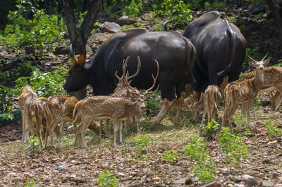 Satpura National Park_dreamstimem159387734 Wild Central India.jpg