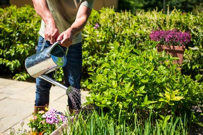 Gardener watering a garden border