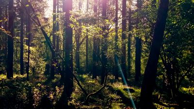 Whitemead 5 - credit Mike Ingram.jpg