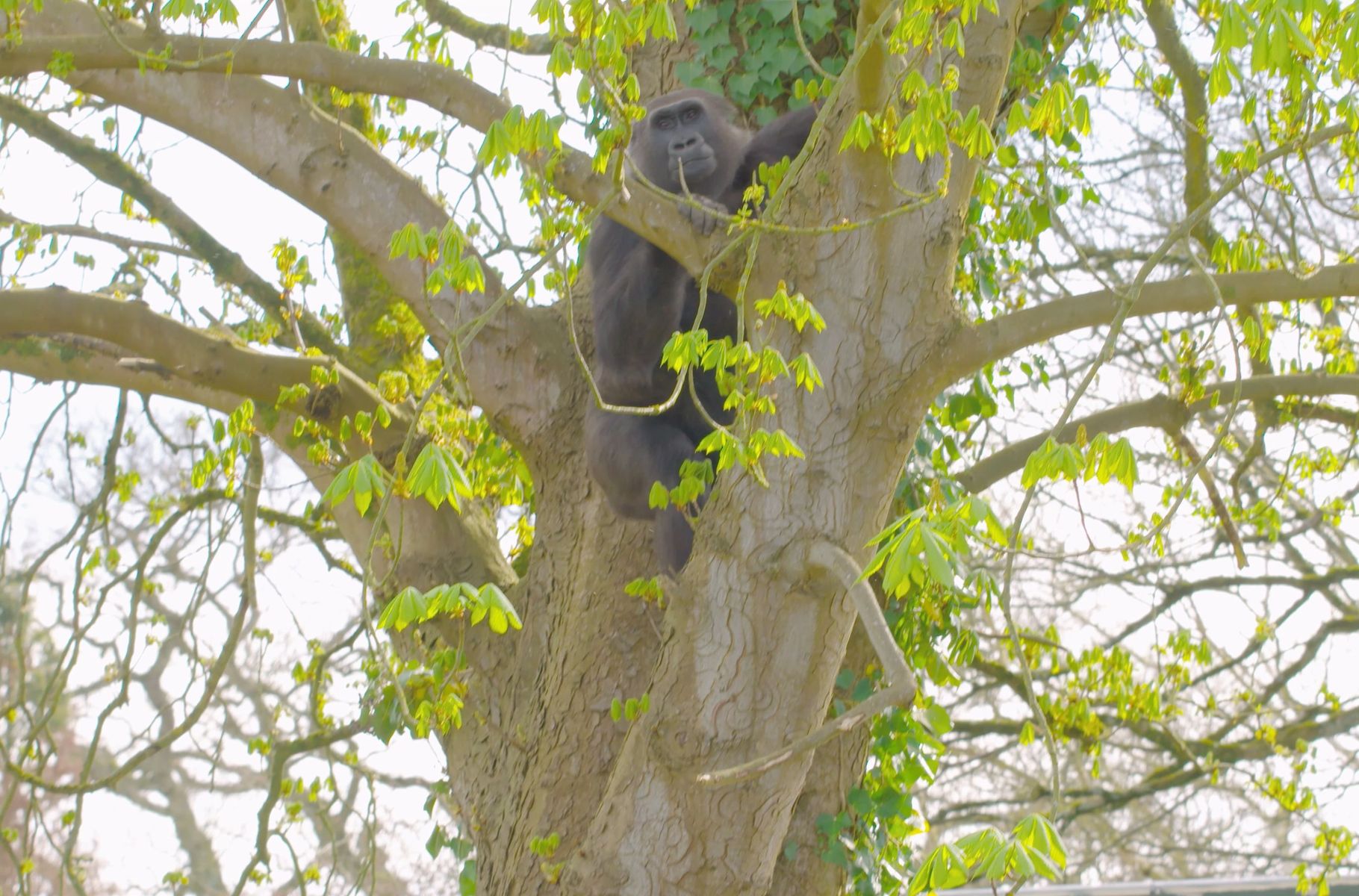 Bristol Zoological Society_gorillas first look at African Forest island 2026_10.jpg