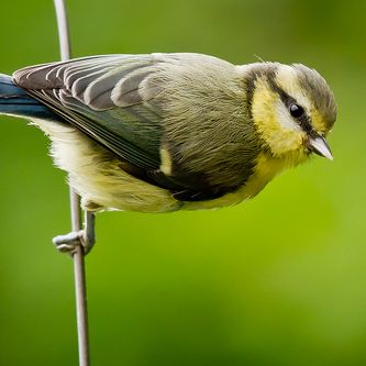 Photo credit - Sean McMenemy, Ark Wildlife