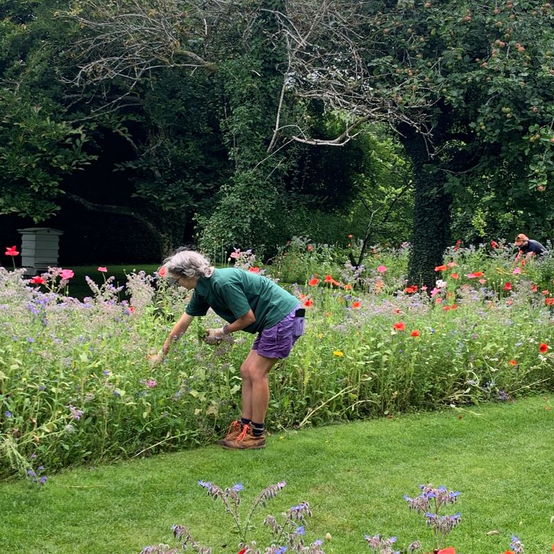 Pam Walton, one of the gardeners at Levens Hall and Gardens, pictured working in The Bee Borders  - a 5-Star hotel for pollinators.