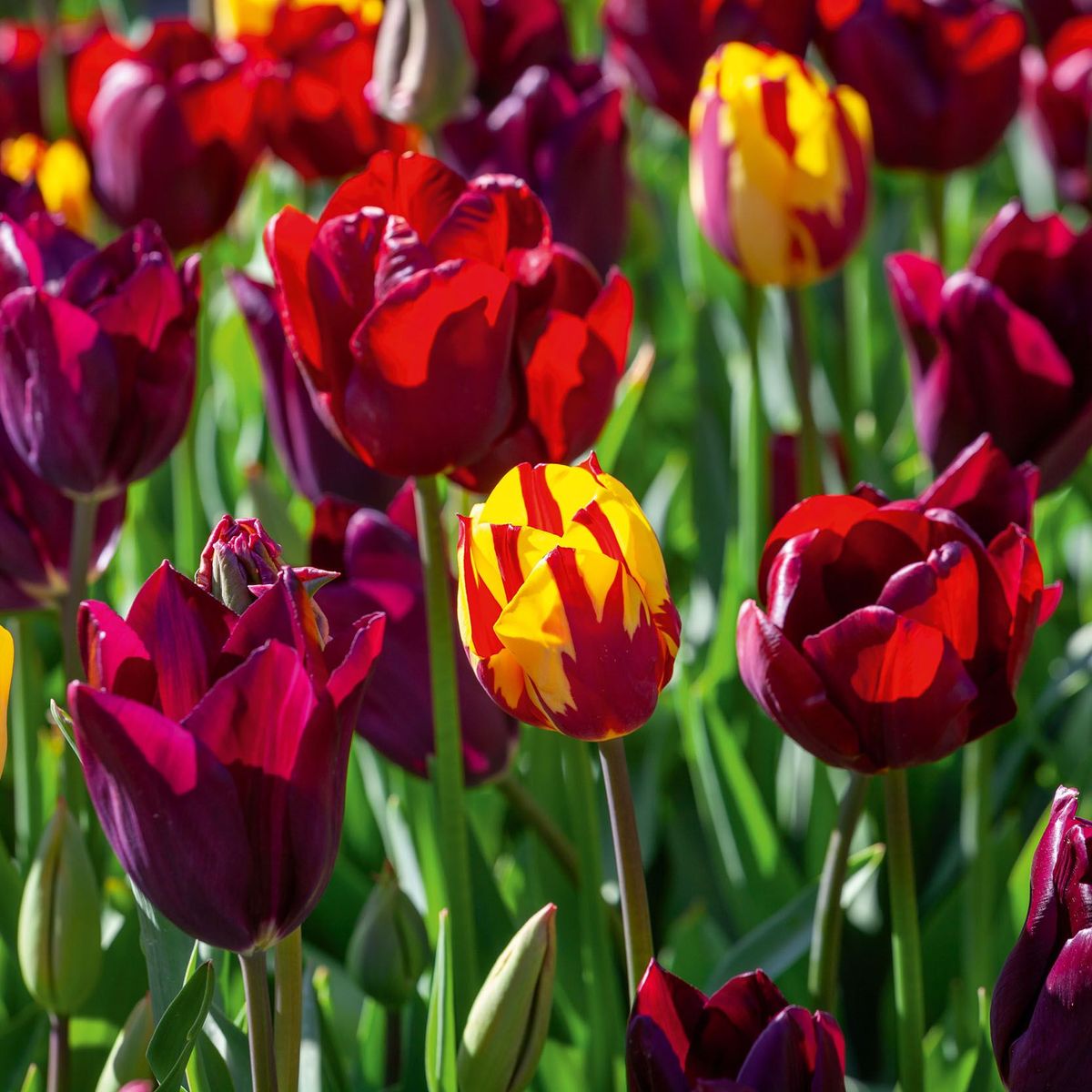 Tulips.jpg