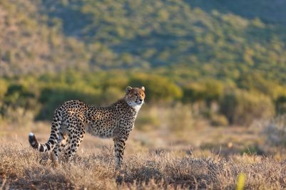 cheetah-cub-samara-game-reserve-karoo-safari-south-africa-etienne-oosthuizen.jpg