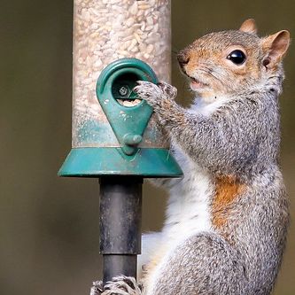 Photo credit - Sean McMenemy, Ark Wildlife