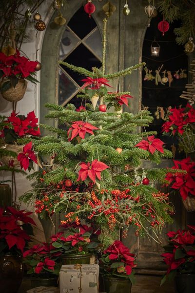 2023_poinsettia_02000_Cottagecore_Charm_39 (1).jpg