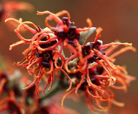 Hamamelis x intermedia ‘Rubin’