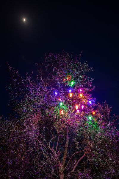 Retro pine cone light string 2.jpg
