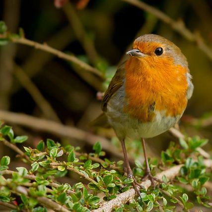 Photo credit - Sean McMenemy, Ark Wildlife