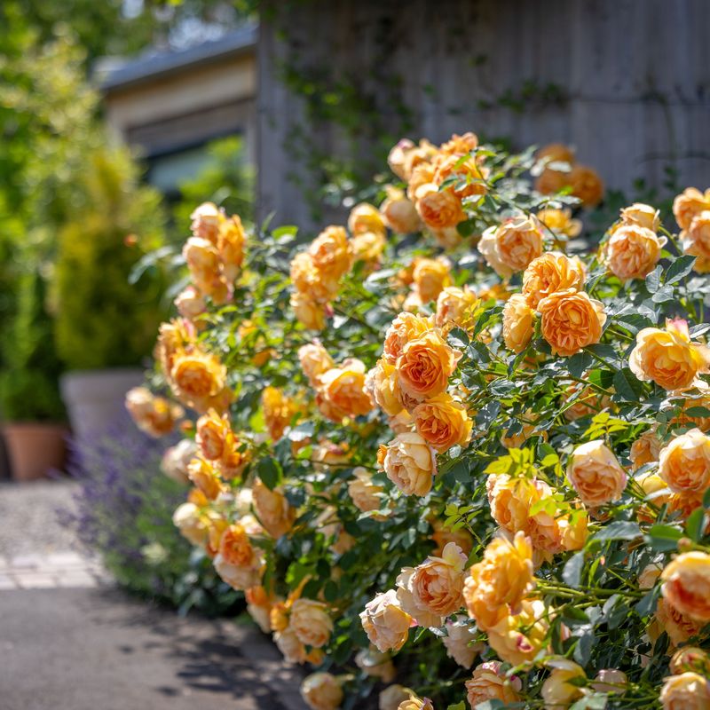 Lady of Shallot, David Austin Roses