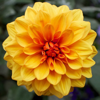 Dahlia Lubega Power Bronze Bicolor 