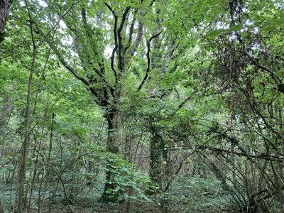 Wonder Wood One.jpg