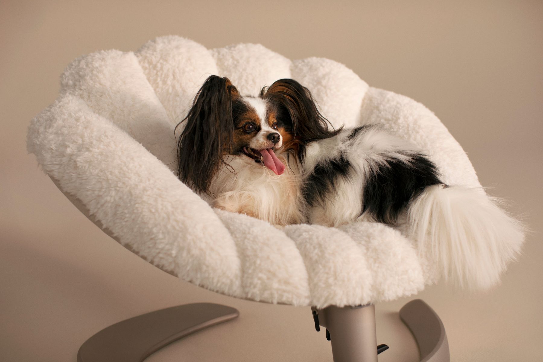 Shell Pet Bed and Swaying Lounger