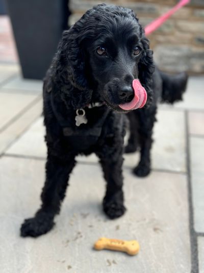 A dog enjoying the new pet-friendly Wild Boar Coffee café at Whitemead Forest Park