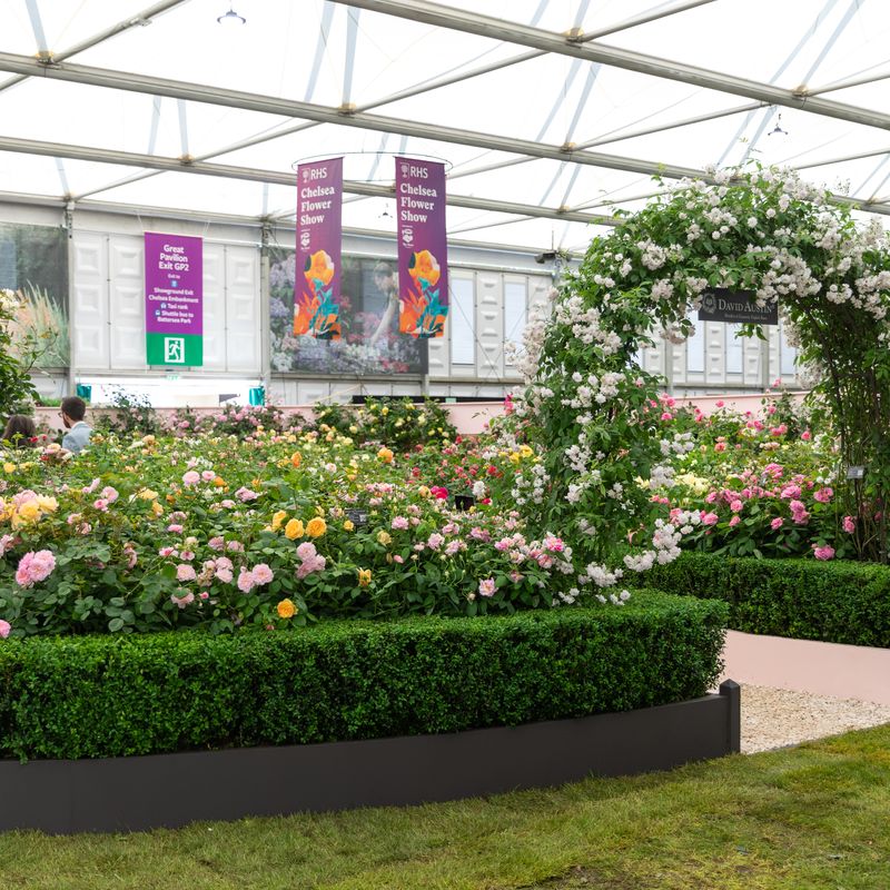 David Austin Roses - RHS Chelsea Flower Show 2024