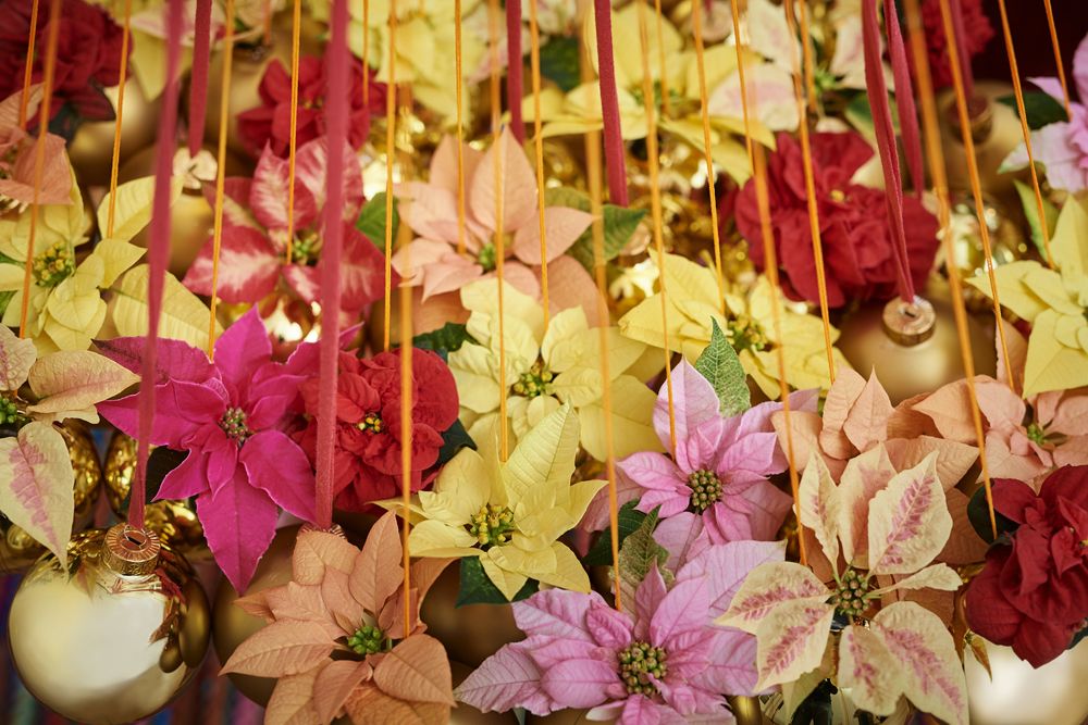 2020_poinsettia_06000_Christmas_floral_creativity_19.jpg