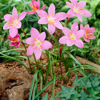Zephyranthes Robusta (Brazilian Copper Lily/Pink Fairy Lily) 