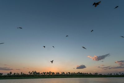 P_Asilia Lodges & Camps_Tanzania_Dar Es Salaam_Roho Ya Selous_Wildlife_Birds.jpg