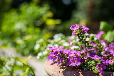 Garden flowers