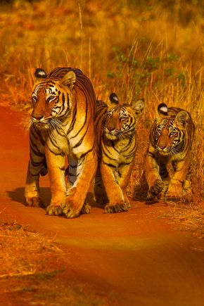 TigersTadobaTigerReservedreamstimel109928991 Wild Central India.jpg