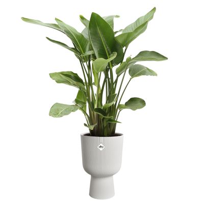 vibes fold coupe 30cm silky white