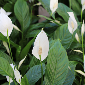 Spathiphyllum – Peace lily 
