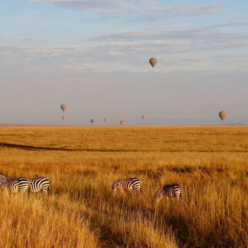 Kenya zebra and air balloon UGC