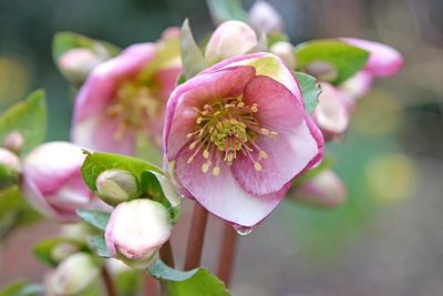 Hellebores.jpg