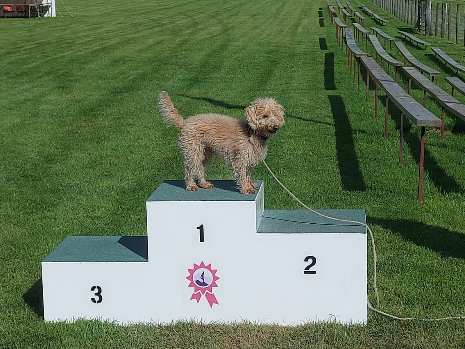 Dog takes to the podium at Grasmere Lakeland Sports and Show.