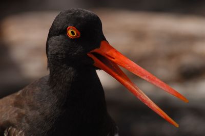 Galapagos - Locations, Flora & Fauna (70).jpg