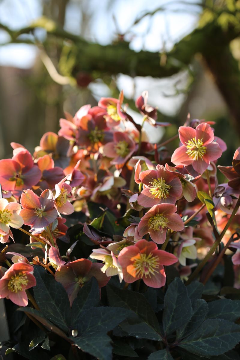 Hellebores merlin