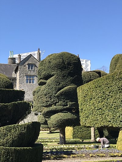 Topiary at Levens Hall, Cumbria, UK